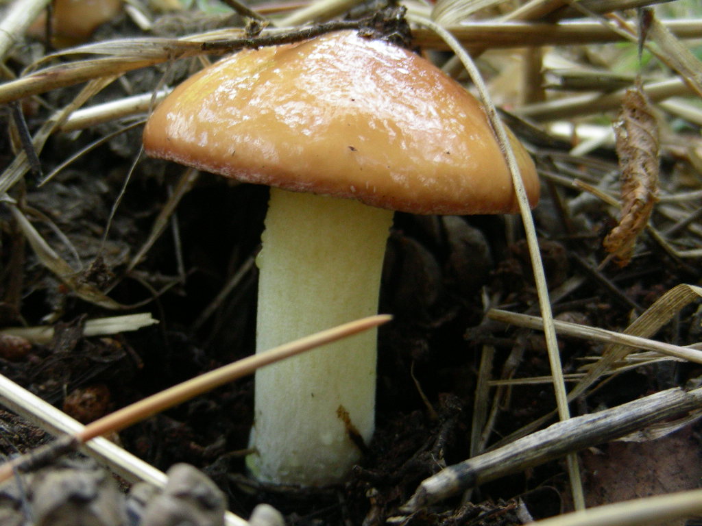 Suillus granulatus ...in foto